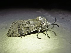 Prionoxystus macmurtrei