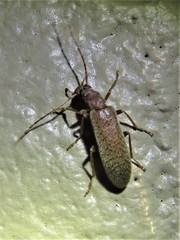 Sparedrus aspersus
