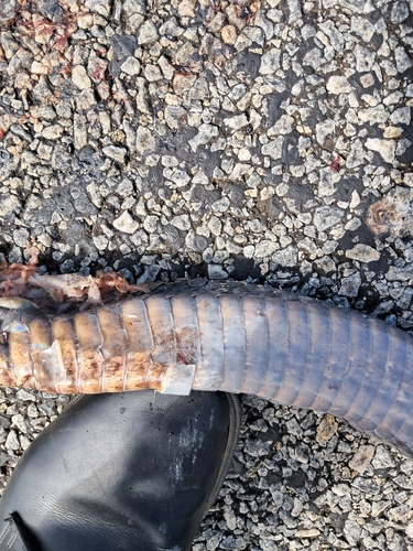 Snouted Cobra