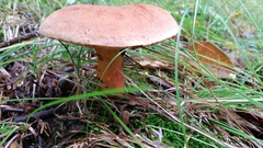 Lanmaoa pallidorosea