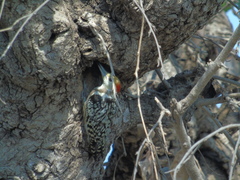 Leiopicus mahrattensis