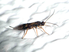 Dendrosoter protuberans