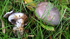Cortinarius iodeoides