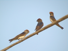 Petrochelidon fluvicola