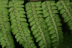 Dryopteris crassirhizoma