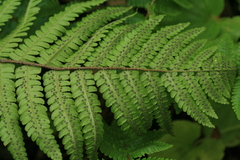 Dryopteris crassirhizoma