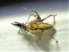 Oxyopes acleistus