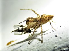 Oxyopes acleistus