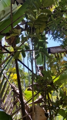 Colea