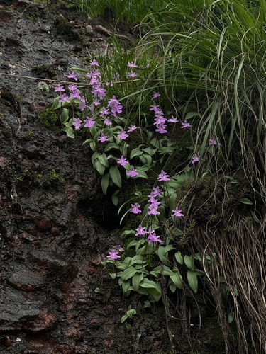 Hemipilia pinguicula