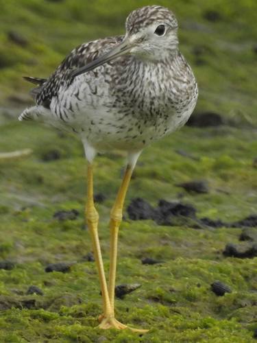 Greater Yellowlegs