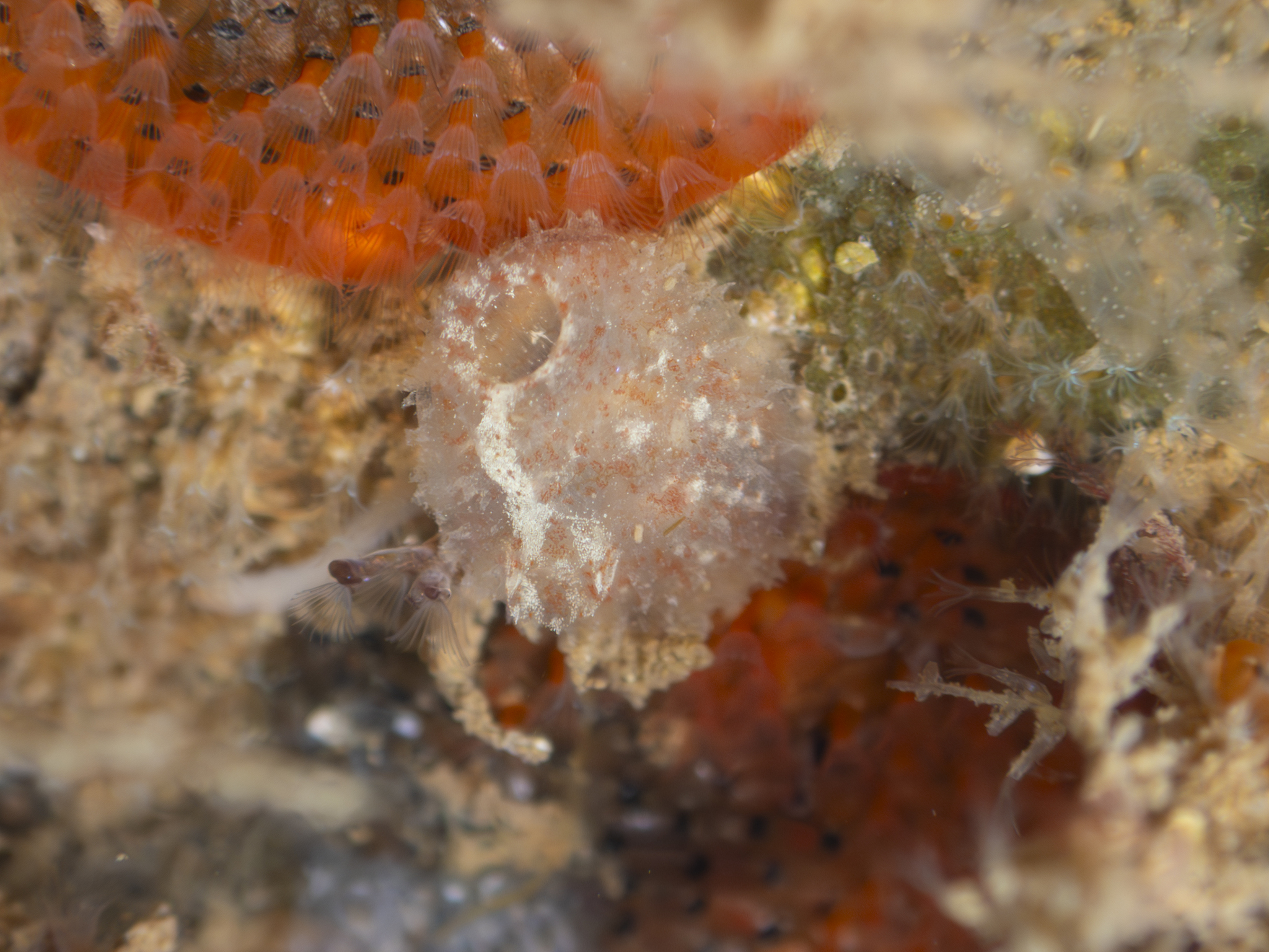 Ascidiella aspersa (Müller, 1776)