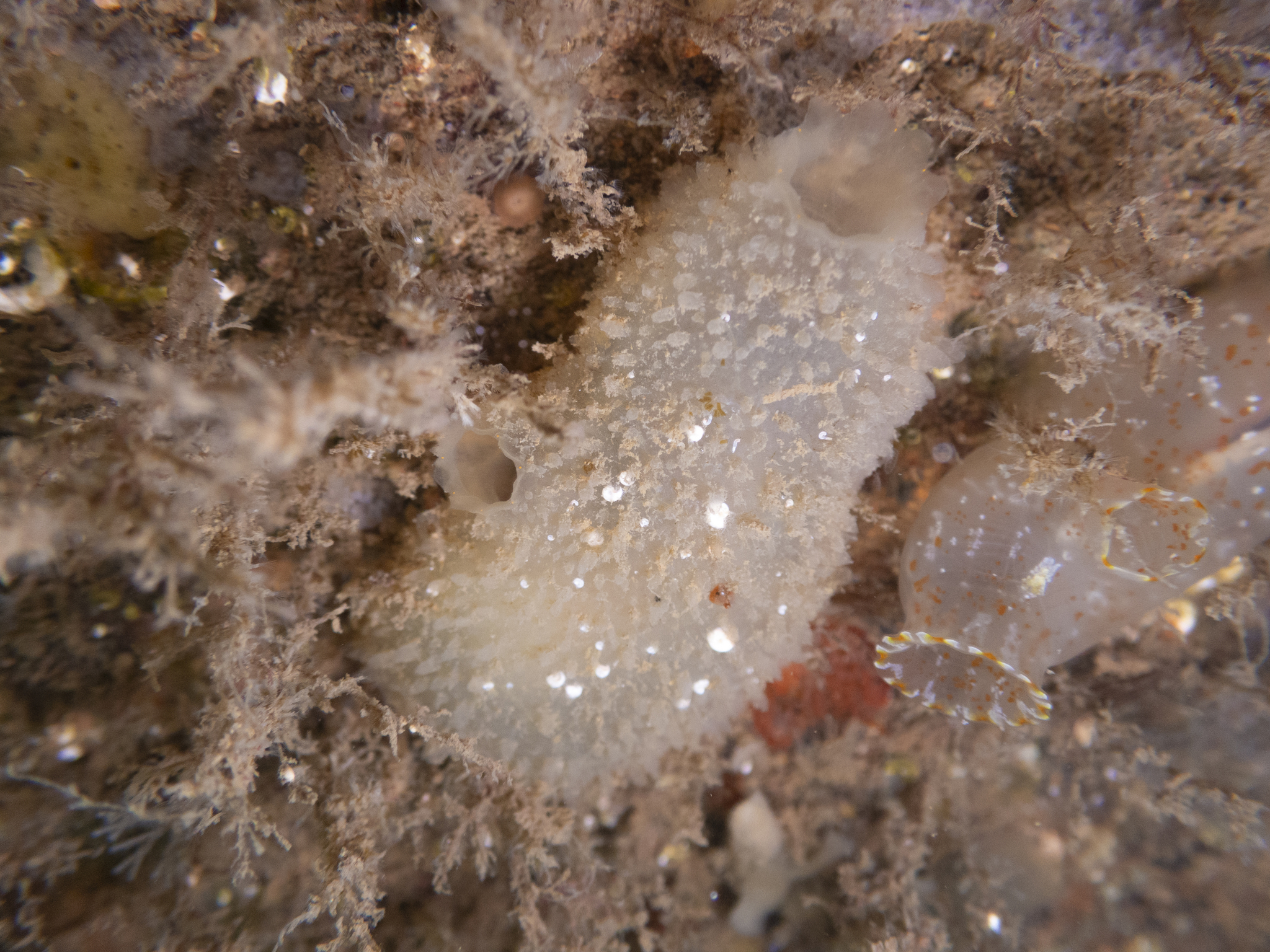 Ascidiella aspersa (Müller, 1776)
