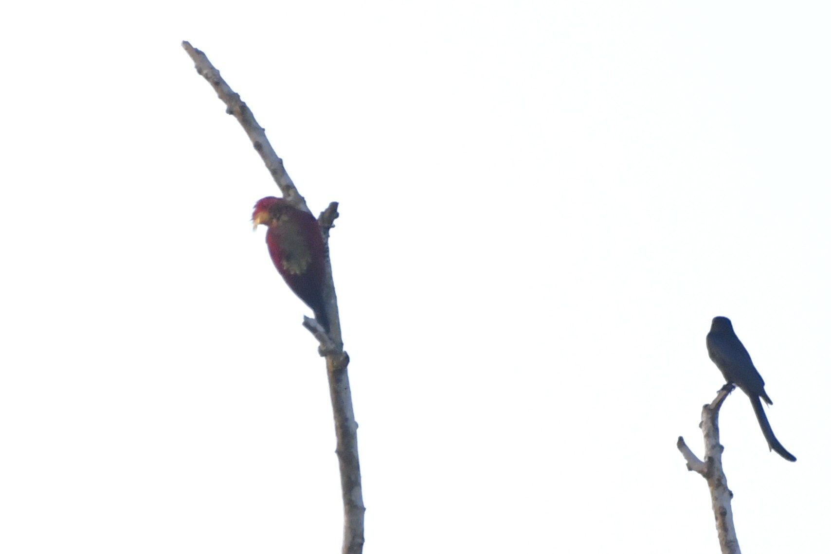 Banded Woodpecker (Chrysophlegma miniaceum), photo 5