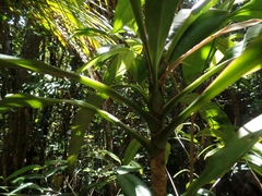 Dracaena xiphophylla image