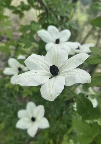 Clematis courtoisii