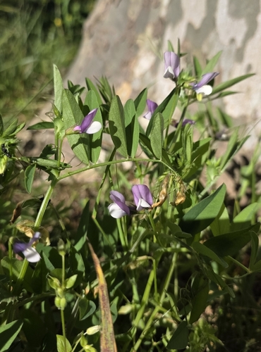 bithynian vetch (Vicia bithynica)