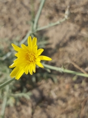 Launaea mucronata
