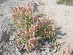 Rumex vesicarius