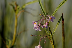 Solanum glaucophyllum, photograph (c) cactusauria, some rights reserved (CC BY)