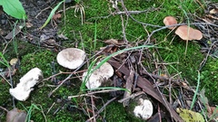 Russula densifolia