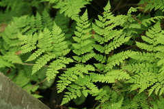 Dryopteris amurensis
