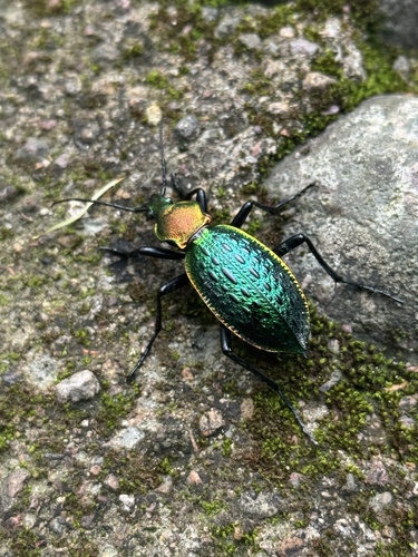 Carabus lafossei