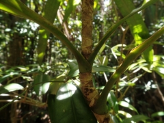 Dracaena xiphophylla image