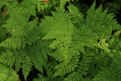 Dryopteris amurensis