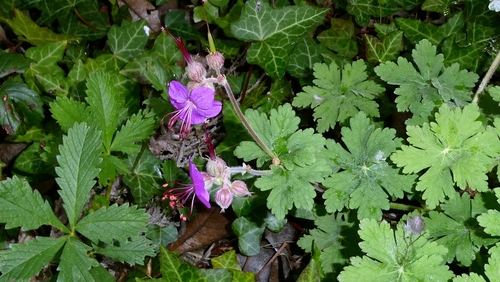 Rock Crane's-bill (Geranium macrorrhizum)