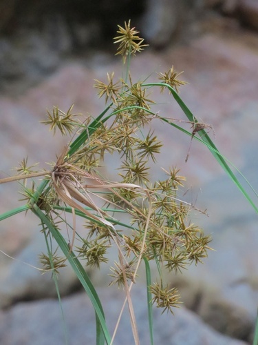 Cyperus planifolius, 2026-04-04