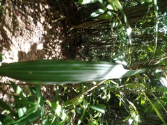 Dracaena xiphophylla image