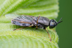 Odontomyia tigrina