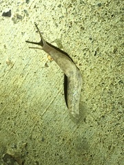 Deroceras reticulatum