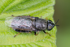 Odontomyia tigrina
