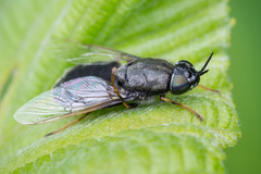 Odontomyia tigrina