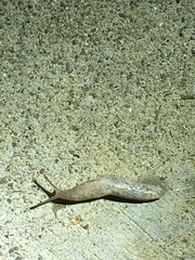 Deroceras reticulatum