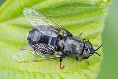Odontomyia tigrina
