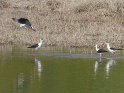 iNaturalist: (c) Viktor Kovačević, some rights reserved (CC BY-NC), uploaded by Viktor Kovačević iNaturalist image