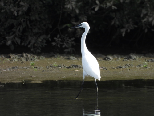 iNaturalist: (c) Pierre Boyer, some rights reserved (CC BY-NC), uploaded by Pierre Boyer iNaturalist image