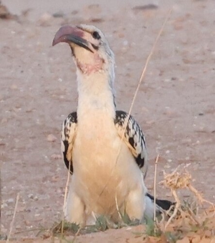 Northern Red-billed Hornbill