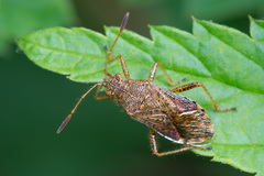 Rhopalus maculatus