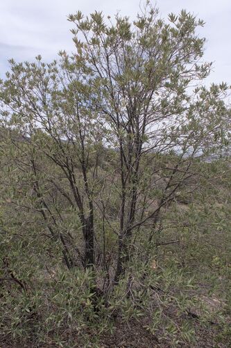 silverleaf oak (Quercus hypoleucoides)