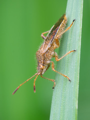 Rhopalus maculatus