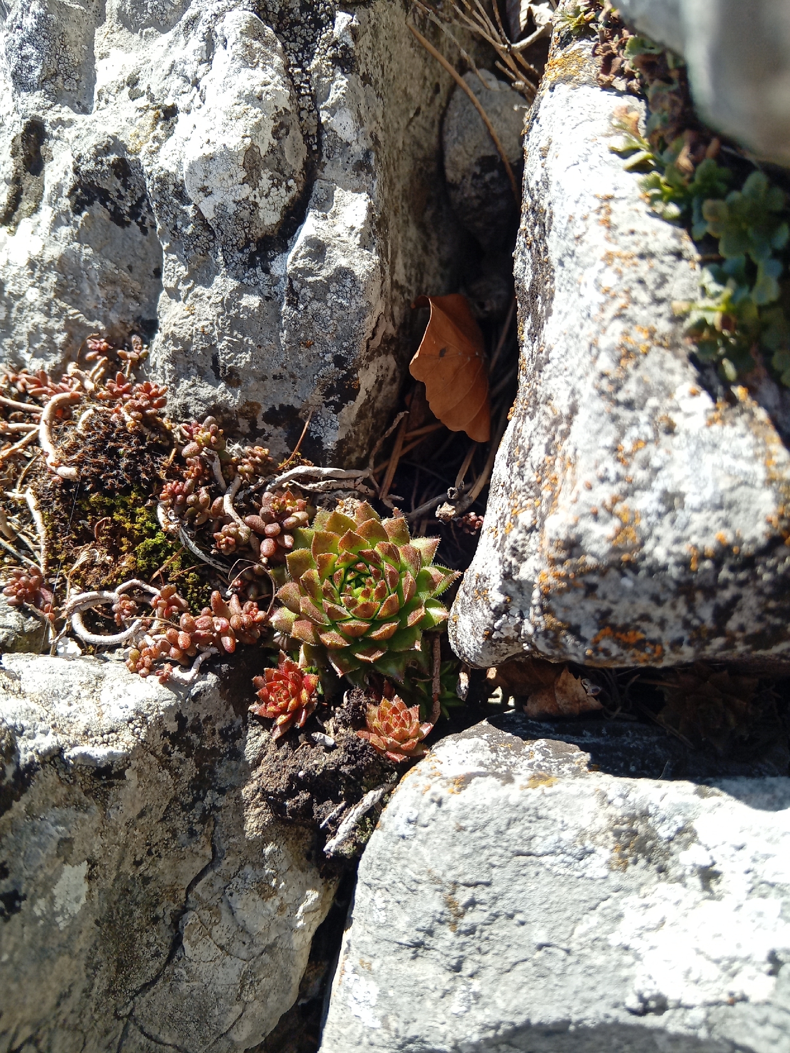 Rolling Hen-And-Chicks (Sempervivum globiferum)