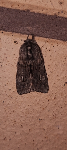 Rannoch Sprawler