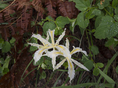 Iris tenuissima