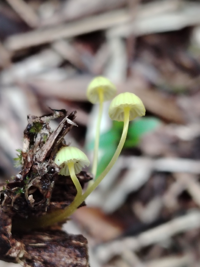 Mycena chusqueophila