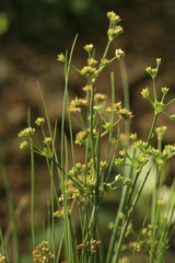 Juncus articulatus limosus