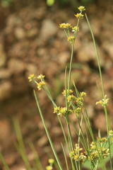 Juncus articulatus limosus